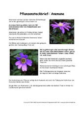 Pflanzensteckbrief-Anemone.pdf